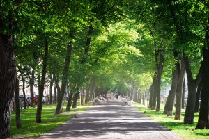 330 milioni per piantare 6,6 milioni di alberi nelle città metropolitane